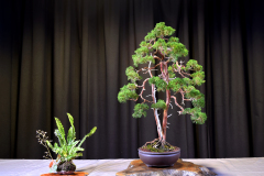 Juniper- Steve Riley 