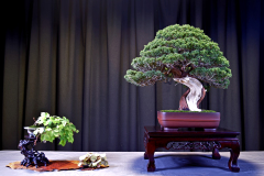 Itiogawa Juniper- Peter Macasieb