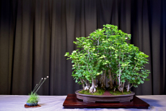 Gingko Forest- Ellen Keneshea