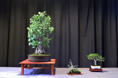 Chichi Gingko with Chinese Elm-Manuel-Dizon