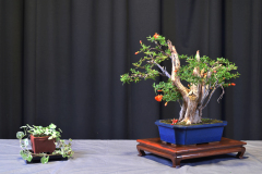 Dwarf Pomegranate- Becky Villasenor