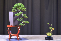 Procumbens Cascade- Eric To