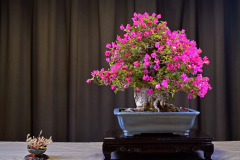 Bougainvillea- David Nguy