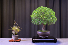 Chinese Elm- Gary Lai