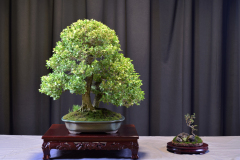 Boxwood- Gary Lai
