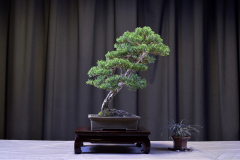 Prostrata- Gonzalo Rodriguez